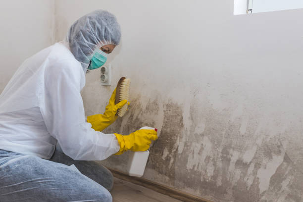 Best Emergency Mold Remediation in Dumfries, VA