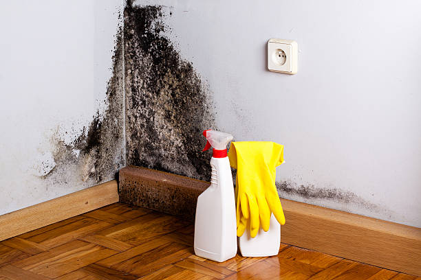 Best Post-Flood Mold Remediation in Dumfries, VA